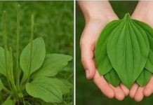 OVA BILJKA LIJEČI SVE od glave do pete. Raste svuda oko nas!