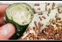 MRAVI SE NE VRAĆAJU PO NEKOLIKO GODINA! Riješite se mrava i lisnih uši brzo zauvijek, 100% učinkovito!