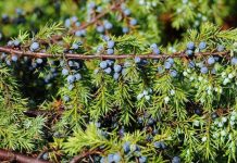 NAJJAČI PRIRODNI LIJEK ZA ŠEĆERNU BOLEST: Obavezno zabilježite recept jer je njegova priprema jako jednostavna !
