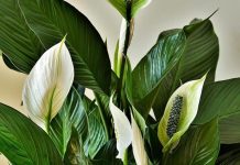 Ova biljka kupi svu vlagu i buđ iz kuće, ali teško podnosi grejnu sezonu: Samo dve stvari čuvaju spatifilum