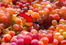 “Šokantno otkriće: Pauk crna udovica pronađen u vreći grožđa!”