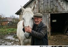 Prodao konja mesaru da plati dugove: Susret posle 5 godina ledi krv u žilama