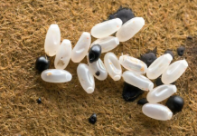 Primijetila sam čudne bele tačkice na krevetu — ono što sam kasnije otkrila bilo je zaista zastrašujuće.