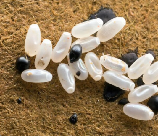 Primijetila sam čudne bele tačkice na krevetu — ono što sam kasnije otkrila bilo je zaista zastrašujuće.