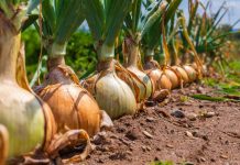 Kineska metoda sađenja luka: Bujaće kao iz vode, a glavice će biti krupne i čvrste