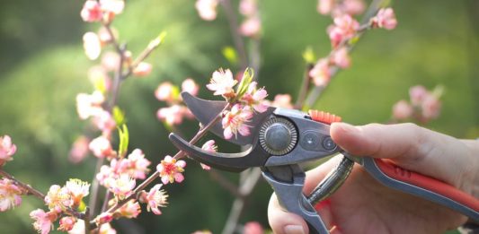 Kako urediti vrt u martu: Sada se postavljaju temelji bašte koja će cvetati sve do kasne jeseni