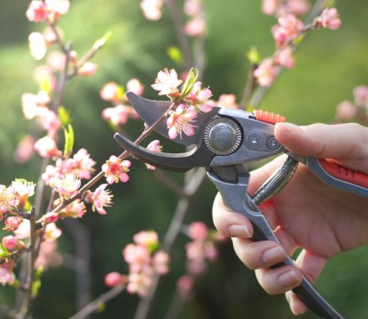 Kako urediti vrt u martu: Sada se postavljaju temelji bašte koja će cvetati sve do kasne jeseni