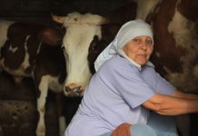 Stana je prodala jedinu kravu i dala komšiji pare da studira: Smatrali je ludom u selu, Milan je nije obilazio, nakon 10 godina usledio zapanjujući obrt