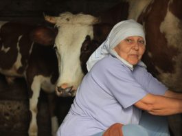 Stana je prodala jedinu kravu i dala komšiji pare da studira: Smatrali je ludom u selu, Milan je nije obilazio, nakon 10 godina usledio zapanjujući obrt