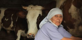 Stana je prodala jedinu kravu i dala komšiji pare da studira: Smatrali je ludom u selu, Milan je nije obilazio, nakon 10 godina usledio zapanjujući obrt