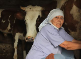 Stana je prodala jedinu kravu i dala komšiji pare da studira: Smatrali je ludom u selu, Milan je nije obilazio, nakon 10 godina usledio zapanjujući obrt
