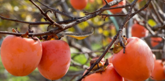 NE VOLITE JAPANSKE JABUKE? PROMIJENIT ĆETE MIŠLJENJE KAD PROČITATE KOLIKO SU DOBRE ZA ZDRAVLJE