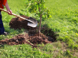 Baštovani tvrde da ovih 11 biljaka nikako ne treba saditi u dvorištu: Jednu skoro svaka kuća ima