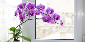 Samo voda nije dovoljna: Dodajte ovo u saksiju i orhideje će bujati kao lude…