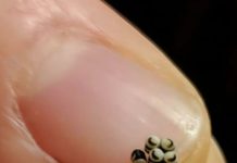 Neočekivano otkriće u salati promenilo je naše veče u restoranu…..