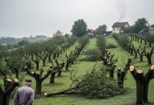 Komšija mu je iz zavisti posekao ceo voćnjak tokom noći: Ujutru je na svom pragu zatekao gajbu punu voća i poruku koja ga je postidela do suza