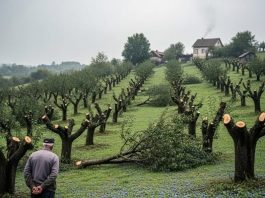 Komšija mu je iz zavisti posekao ceo voćnjak tokom noći: Ujutru je na svom pragu zatekao gajbu punu voća i poruku koja ga je postidela do suza