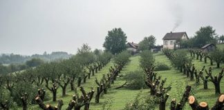 Komšija mu je iz zavisti posekao ceo voćnjak tokom noći: Ujutru je na svom pragu zatekao gajbu punu voća i poruku koja ga je postidela do suza