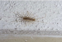 VEĆ SU SVUDA! AKO VIDITE 0VU BUBU NA ZIDU, NI SLUČAJN0 JE NE UBIJAJTE: Jezive su, ali ukazuju na jedan veliki problem koji imate u kući