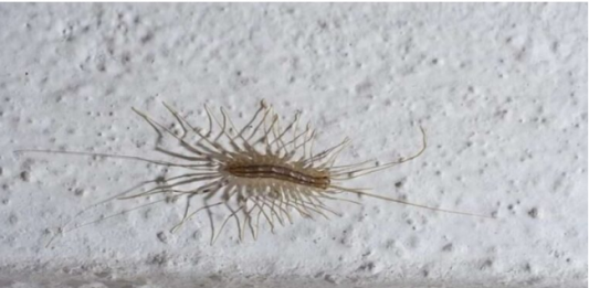 VEĆ SU SVUDA! AKO VIDITE 0VU BUBU NA ZIDU, NI SLUČAJN0 JE NE UBIJAJTE: Jezive su, ali ukazuju na jedan veliki problem koji imate u kući