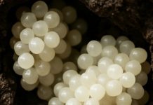 Našao sam nešto čudno u dvorištu – bijele, okrugle kugle. Bio sam užasnut kad sam shvatio što su to