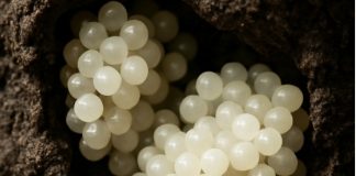 Našao sam nešto čudno u dvorištu – bijele, okrugle kugle. Bio sam užasnut kad sam shvatio što su to