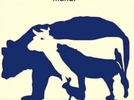 Dakle… koju životinju prvo vidite? Pogledajte prvi komentar da biste saznali svoju “najgoru manu”