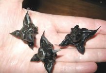 Strani susjedi su mi dali ovo i poželjeli mi „prijatno“, ali bilo je nešto tvrdo i uopće nije ličilo na hranu, više kao jaje.