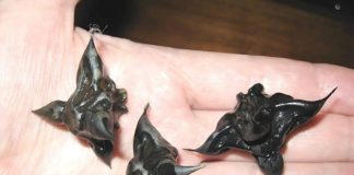 Strani susjedi su mi dali ovo i poželjeli mi „prijatno“, ali bilo je nešto tvrdo i uopće nije ličilo na hranu, više kao jaje.