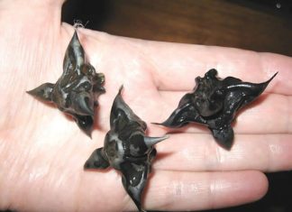 Strani susjedi su mi dali ovo i poželjeli mi „prijatno“, ali bilo je nešto tvrdo i uopće nije ličilo na hranu, više kao jaje.