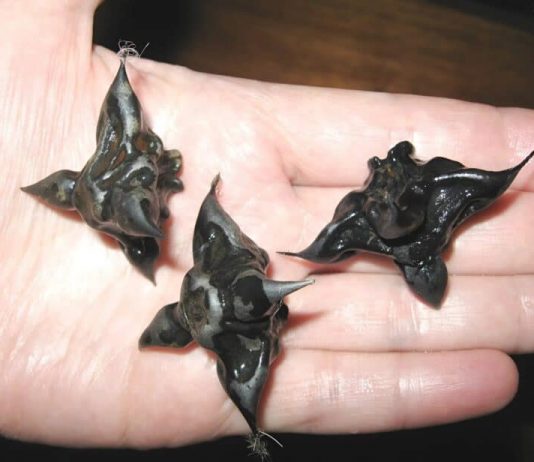 Strani susjedi su mi dali ovo i poželjeli mi „prijatno“, ali bilo je nešto tvrdo i uopće nije ličilo na hranu, više kao jaje.