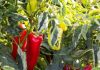 Njemačka metoda sadnje paprika: Zaboravite na kopanje i plijevljenje, a prinos će biti duplo veći