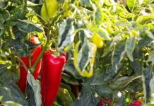 Njemačka metoda sadnje paprika: Zaboravite na kopanje i plijevljenje, a prinos će biti duplo veći