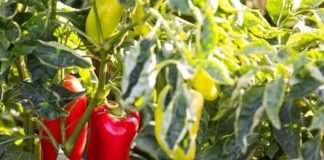 Njemačka metoda sadnje paprika: Zaboravite na kopanje i plijevljenje, a prinos će biti duplo veći