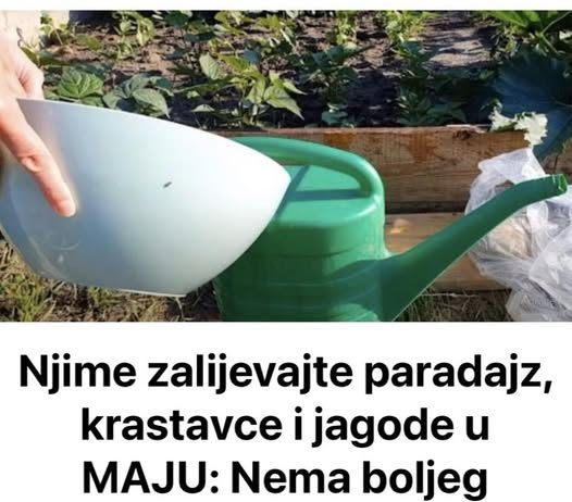 0vim zalijevajte paradajz, krastavce i jagode u MAJU: 0V0 JE NAJB0LJE ĐUBRlV0!