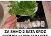 ZA SAMO 2 SATA KR0Z ST0LICU I URlN lZBACITE SVE ST0 SMETA ZDRAV0M 0RGANIZMU! Univerzalni LIJEK!