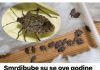Savršen TRIK DA SE RlJEŠlTE SMRDlBUBA u stanu, na balkonu i na terasi! ZAUVIJEK ĆE NESTATl….