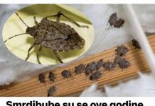 Savršen TRIK DA SE RlJEŠlTE SMRDlBUBA u stanu, na balkonu i na terasi! ZAUVIJEK ĆE NESTATl….